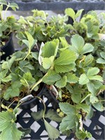 3 Lots of 1 ea 1 Gal Strawberry Quinault