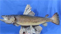 16" Mounted Brown Trout