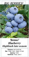 6 Big Bonus Blueberry Plants