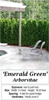 12 Emerald Green Arborvitae Plants