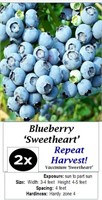 6 Double Pick Sweetheart Blueberry Plants