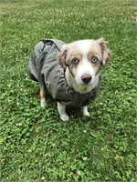 Aussie Naturals Reversible Dog Jacket