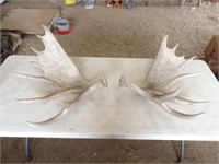 Set of Moose Antlers