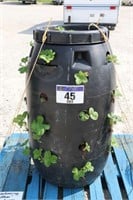 BARREL OF EVERBEARING ALBION STRAWBERRY'S