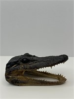 Alligator Head