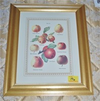 Framed Print - "Fruit Plate XI"