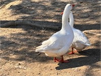 Pair of Geese, White Embden & Chinese