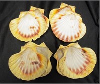 Set of eight scallop shells