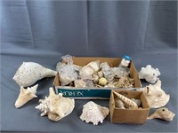 Large Lot of Shells