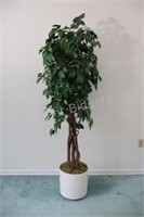 Large Decorative Fig Tree