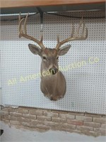 LARGE WHITETAIL 10 POINT BUCK MOUNT