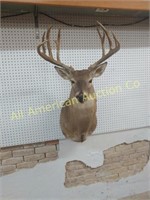HUGE WHITETAIL 11 POINT BUCK MOUNT