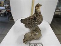 Prairie Chicken taxidermy Mount