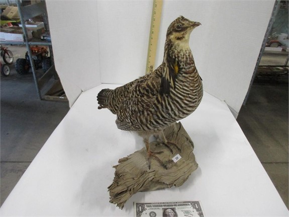 Red Wing, Taxidermy Mounts, Depression Glass 5/23-5/29/2024