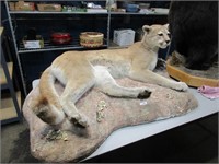 Nice taxidermy cougar mount