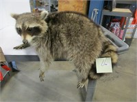 Taxidermy raccoon Mount