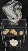 Fossilized Orthoceras Sea and Ammonite Matrix,