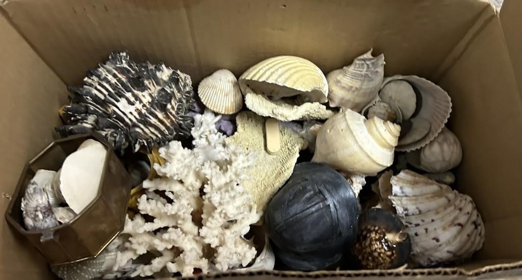 Assorted Shells Collection