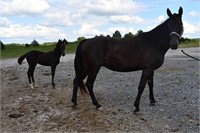 TWHBEA Levolor; Black Mare & Stud Colt