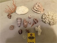 Sea Shells & Coral