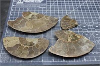 Broken Ammonite Pieces, Polished, 1lbs 6oz