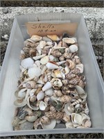 Tub of assorted seashells