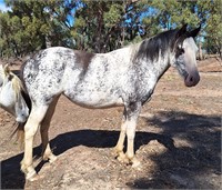 (VIC) DRAUGHT X FILLY