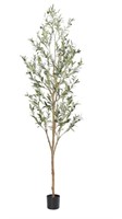 7 ft olive tree Open box