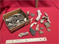 Fossilized bones, and other various bones or