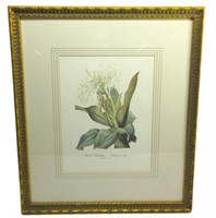 Crinum Asiaticum Print 23.5"T x 19.5"