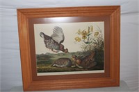 Vintage Audubon Print "Pinnated Grouse"