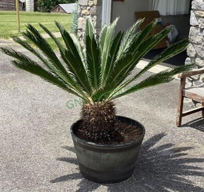 Live large Sago palm plant measuring