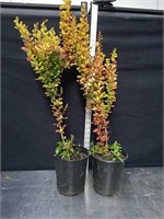 29 and 36-in Japanese Barberry