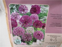 30-Pc Tasc Allium Assorted Bulbs