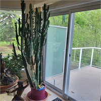 M151 Large - over 6' tall Live plant