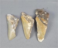 Lot Of 3 Partial Megalodon Teeth