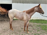2023 Red Roan Filly