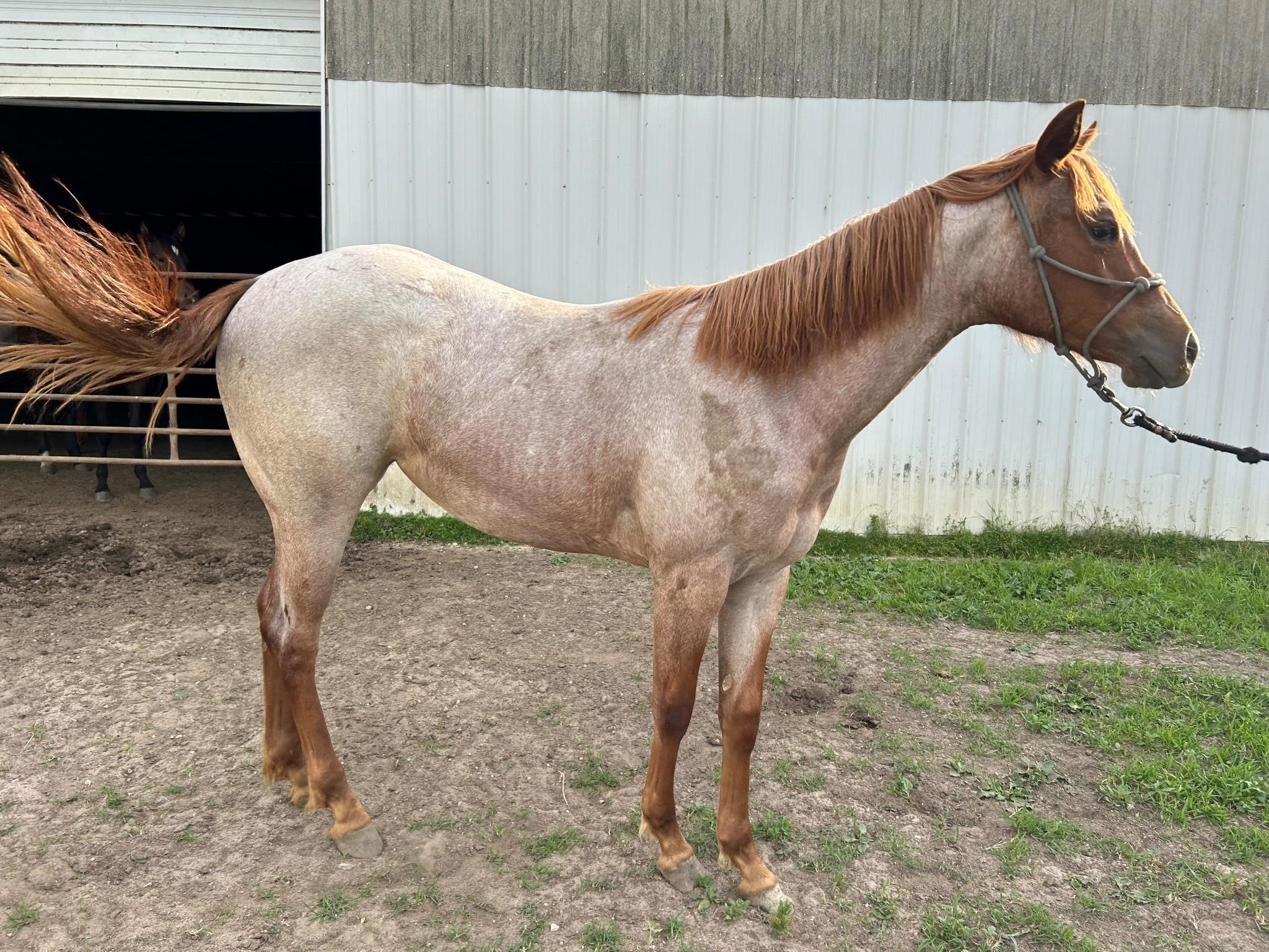 Moore Horse Company Dispersal