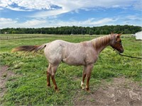 2023 Red Roan Filly