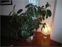 Large live rubber tree in pot & table lamp
