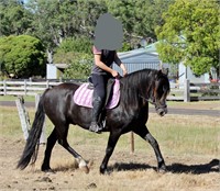 (VIC) BASIL - GYPSY COB X GELDING