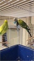 Parakeets