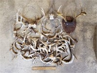 Assorted Antlers