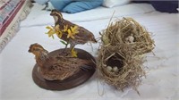 2 STUFFED QUAIL AND 2 BIRD NESTS (THE HEAD DOES