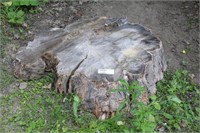 LARGE SECTION CUT FROM TREE