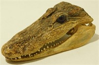 Alligator Head
