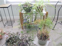 Lot of 4 live plants