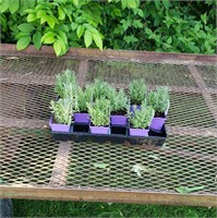 9 Perennial Blue Fragrant Lavender Plants