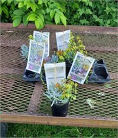 5 Perennial Succulent Combo Pots