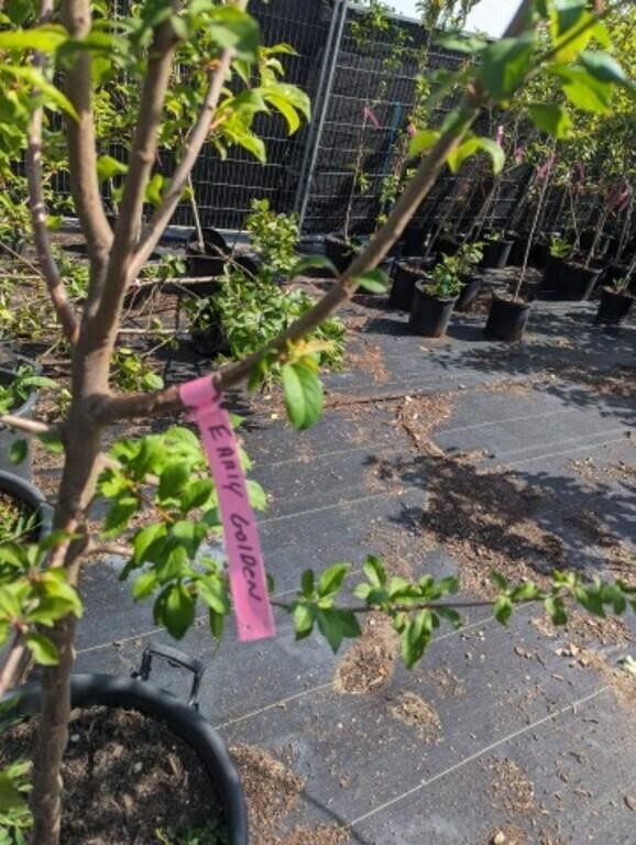 Nursery Sale-- Live Early Golden Apple Tree